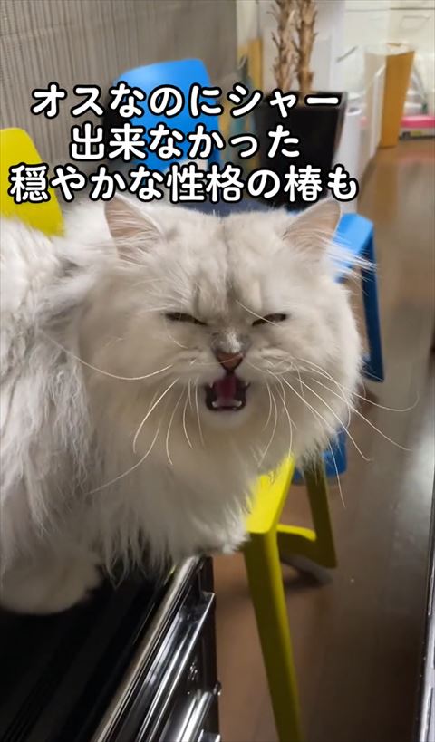 物置の上にいるシャー