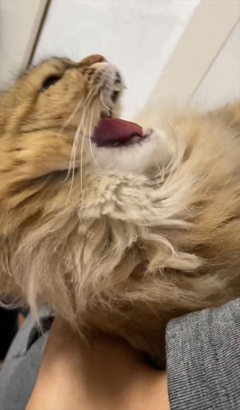 口を大きくあける梅子ちゃん