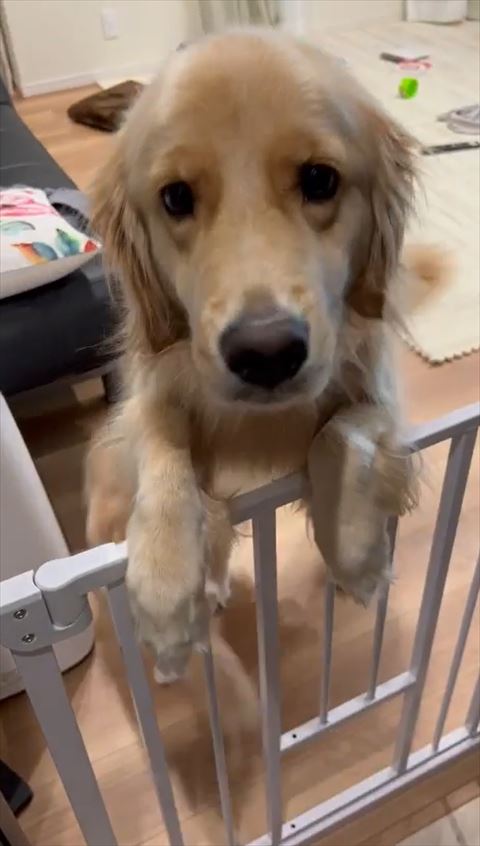 柵に前足のせるワンコ