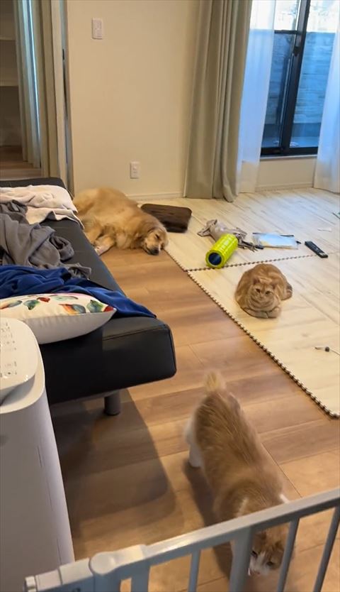 猫2匹とワンコ1匹