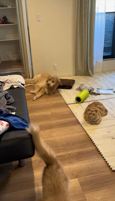 起き上がるワンコ