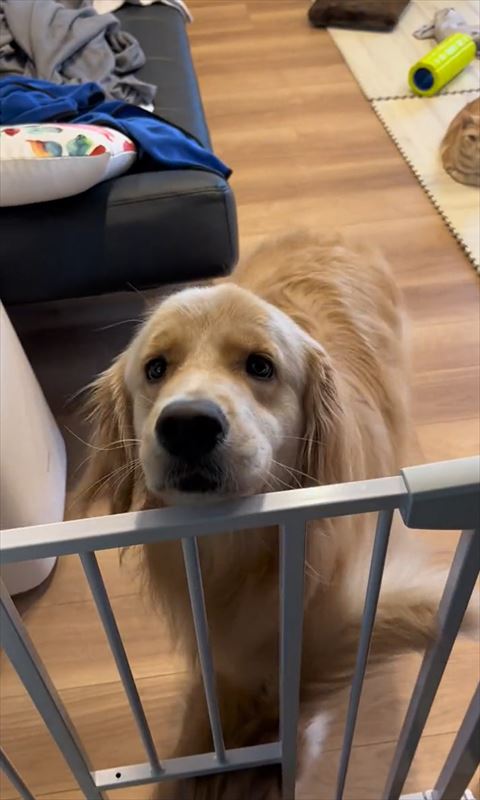 柵にアゴのせるワンコ