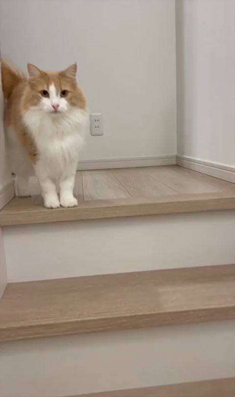 ノルウェージャンフォレストキャット