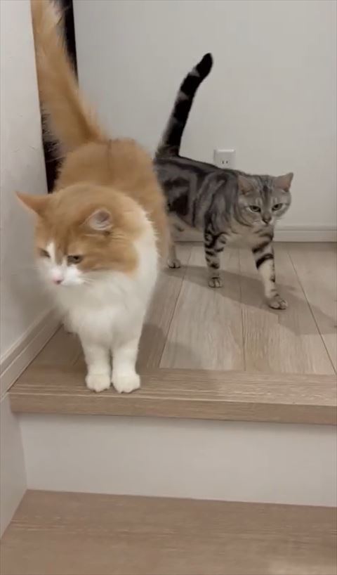 アメリカンショートヘアのグレー