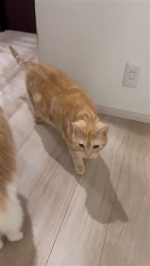 アメリカンショートヘアのブラウン