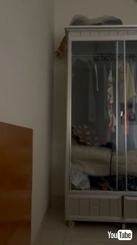 スパイダーマンのような猫