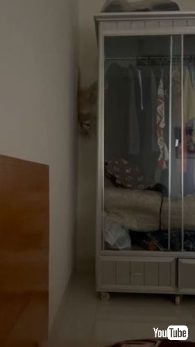 スパイダーマンのような猫