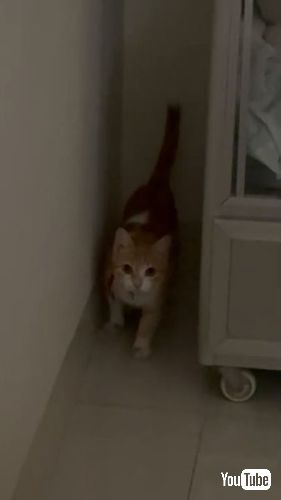 スパイダーマンのような猫