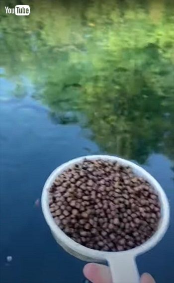 池の魚にエサをあげるとすごいことに