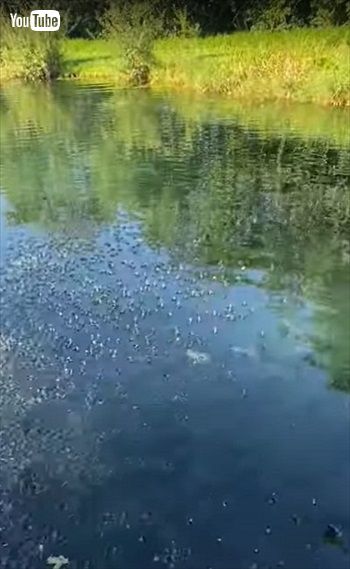 池の魚にエサをあげるとすごいことに