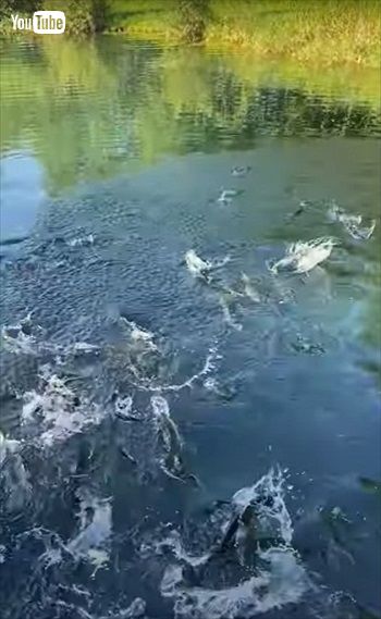 池の魚にエサをあげるとすごいことに