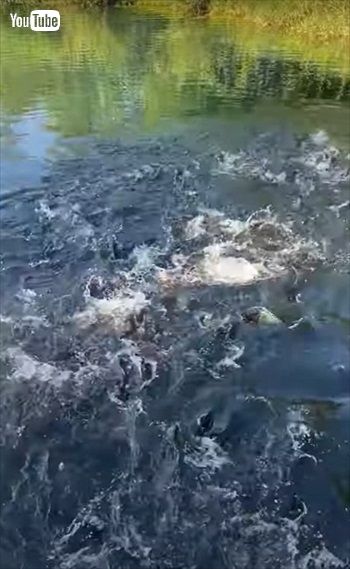 池の魚に月をあげるとすごいことに