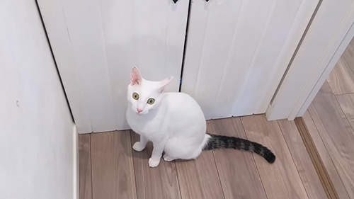 目がまんまるなシロちゃん