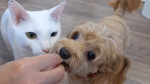 食べるダッフィーくん