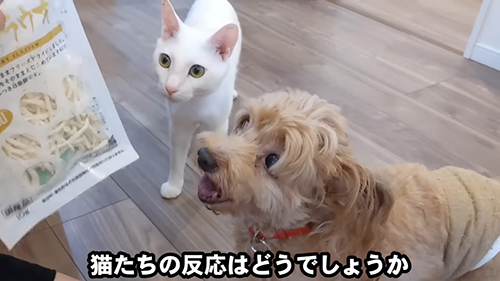 シラウオ食べたいダッフィーくんとシロちゃん