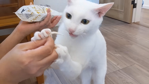 立ち上がるシロちゃん