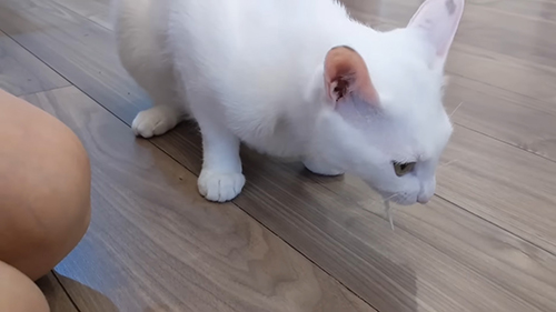 食べるシロちゃん