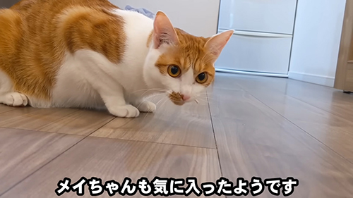 食べるメイちゃん