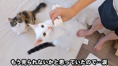 飛びつくシロちゃん