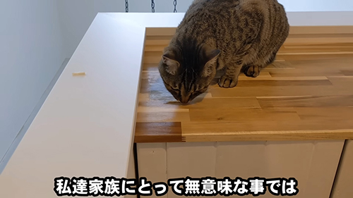 食べるトトくん