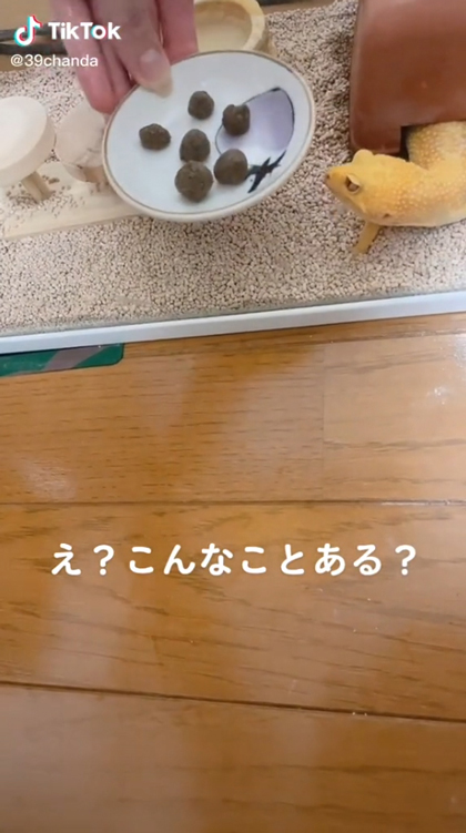 レオパの動画冒頭