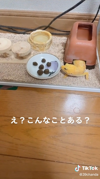 狙いを定めるレオパ