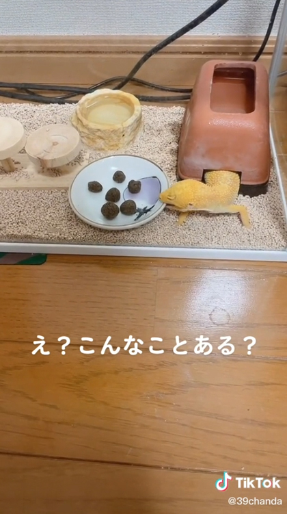 レオパがお皿がぶり1回目