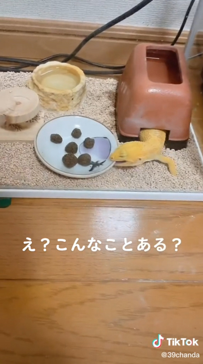 レオパがお皿がぶり2回目