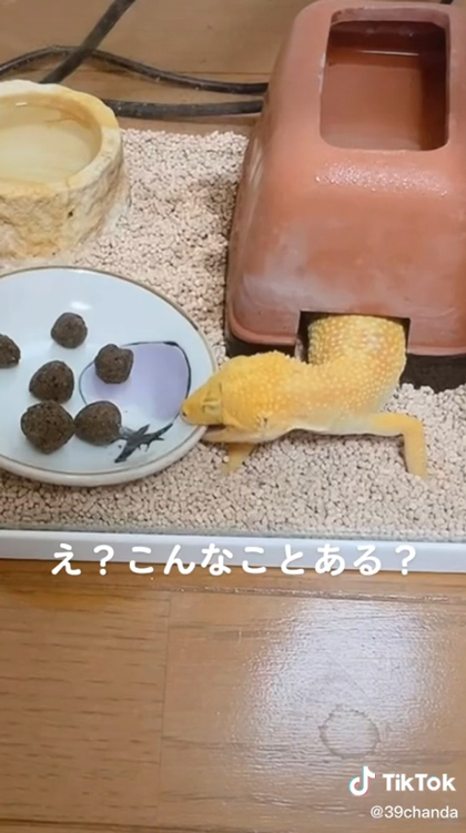 お皿がぶりレオパの静止画