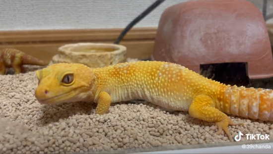 レインちゃんアップ