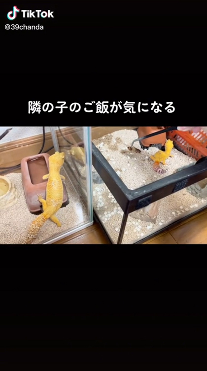 隣の子のご飯が気になるレオパのレインちゃん上向き