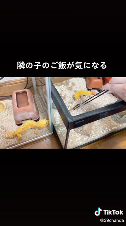 隣の子のご飯レインちゃん右向き