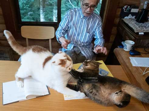 喧嘩に困惑するお父さんと猫たち