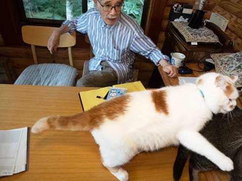 見守るお父さんと猫たち