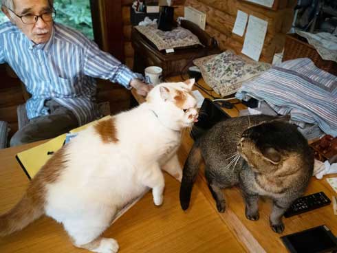 メイちゃんの舌べーする姿