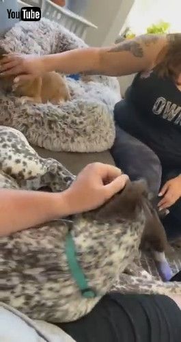 足があたってしまった犬