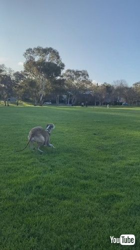 「Whippet Zoomies at Seeing Her Friend || ViralHog」