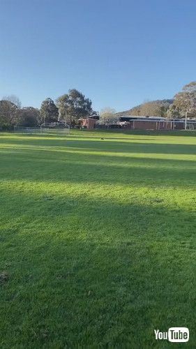 疾走するワンコ