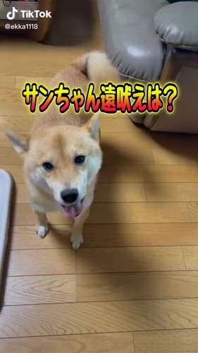 オオカミになる練習をするサンちゃん
