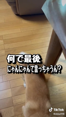 にゃんにゃん言う犬