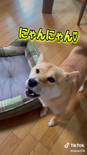 お返事するワンコ