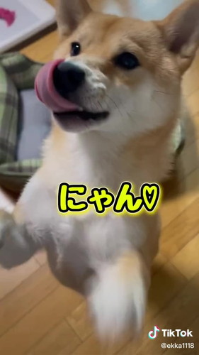 にゃんと言うワンコ