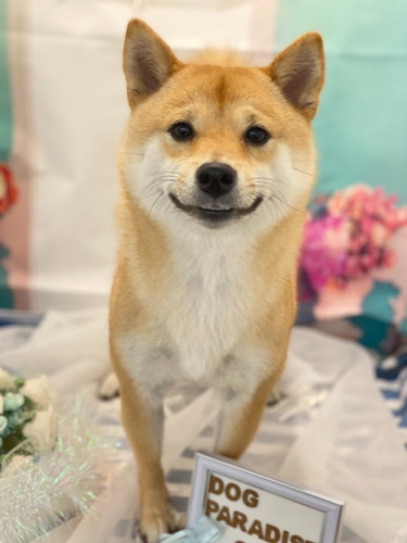 2歳になった犬のサンちゃん