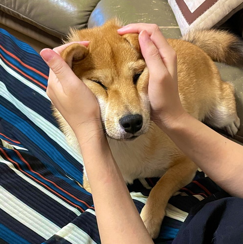 むぎゅっとされる犬のサンちゃん
