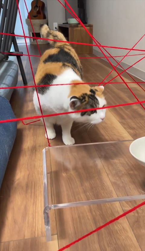 しっぽと首に糸