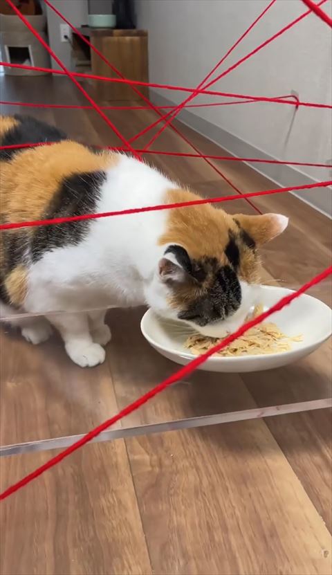 ごはん食べておる横から