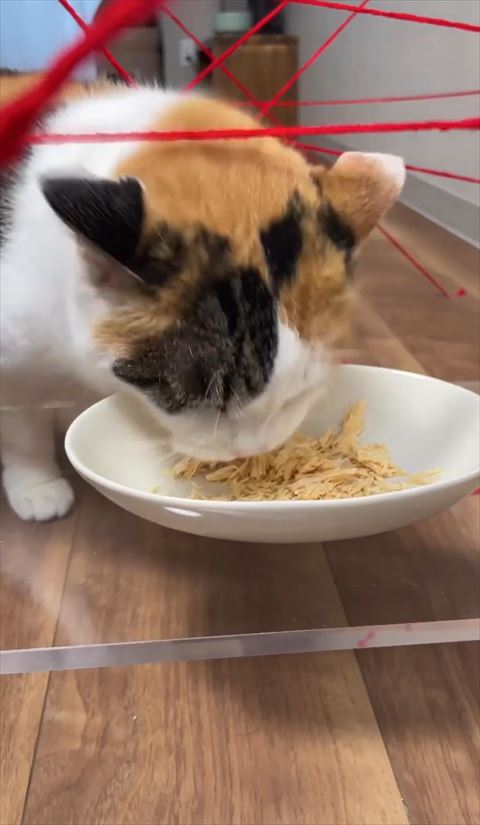 ごはん食べておるアップ