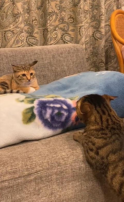 ソファの子猫見てる