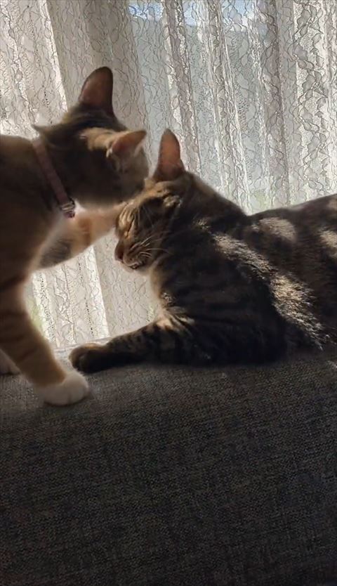 麦ちゃんがグルーミング