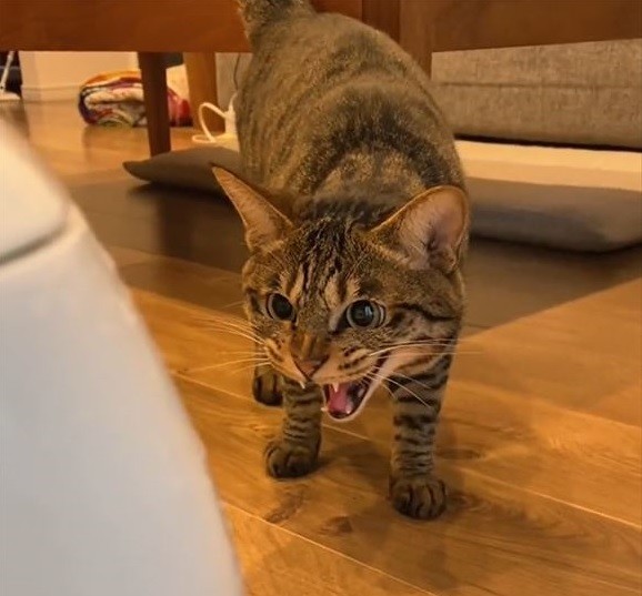 威嚇する先住猫1